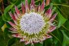King Protea flower Art Print